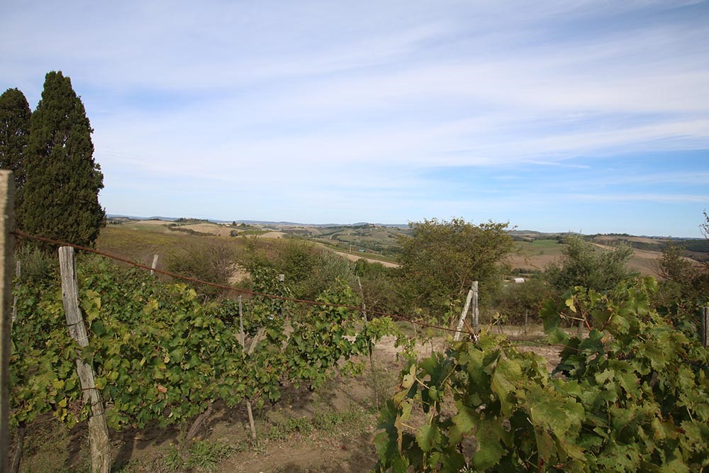 vigne Il-Pelo-nelluovo-Agriristorante