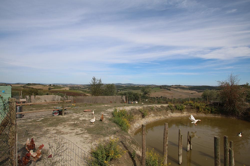 Stagno Il-Pelo-nelluovo-Agriristorante