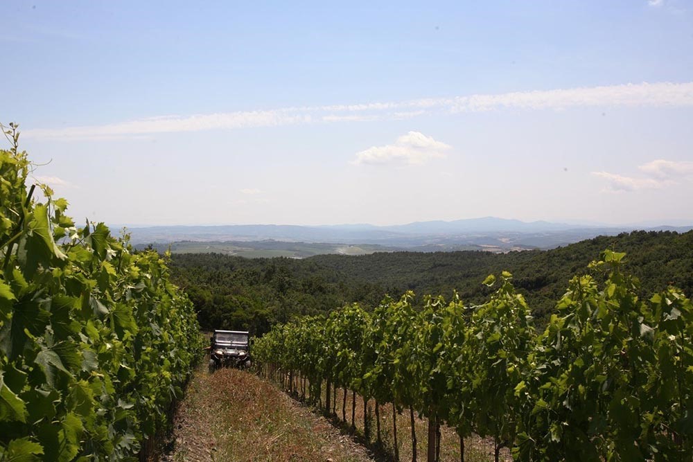 Vigneto Poggio-Rubino