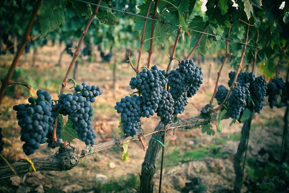 Grappoli di Uva Poggio-Rubino