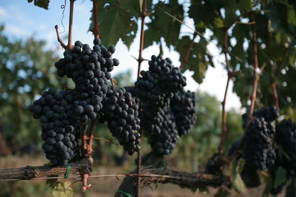 Grappoli d'uva Poggio-Rubino