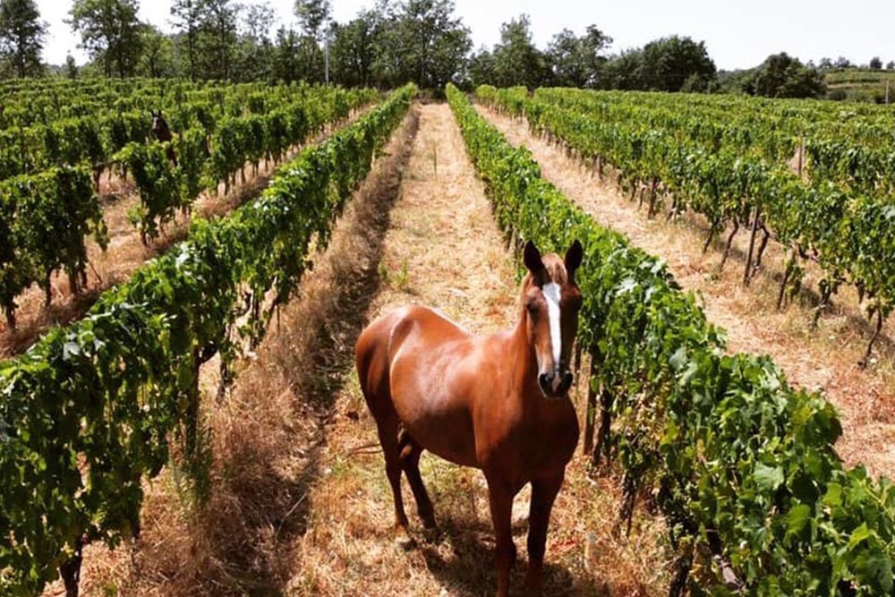 Cavalli in vigna Piombaia-Cantina-biodinamica