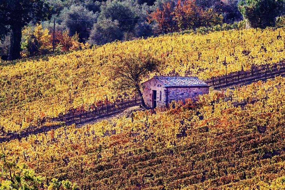 Vigneto iconico Conti-Costanti