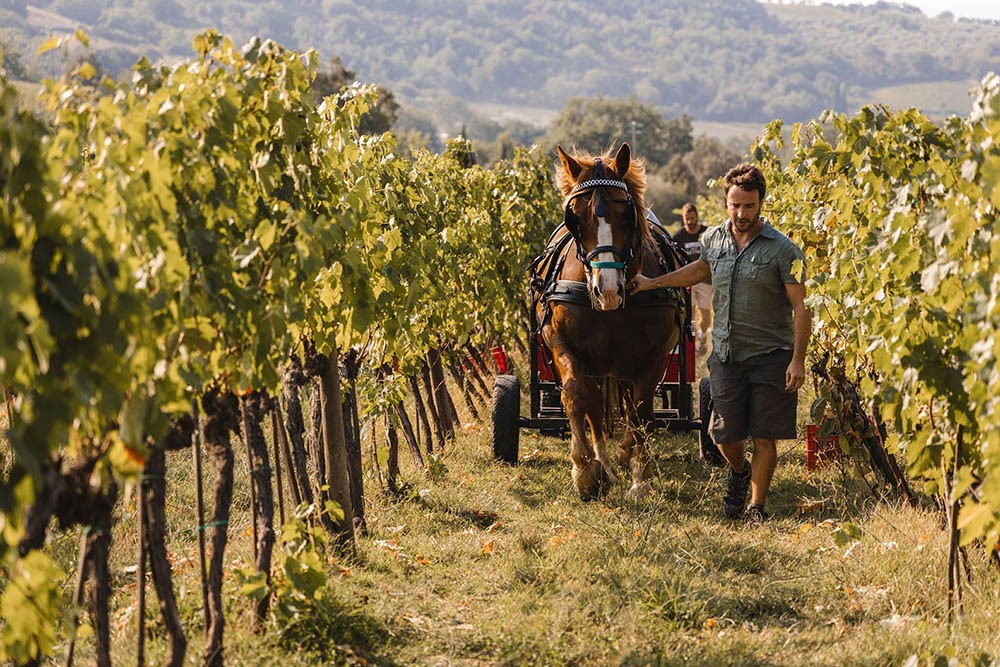 Cavalli in vigna Villa-i-Cipressi-Azienda-biologica