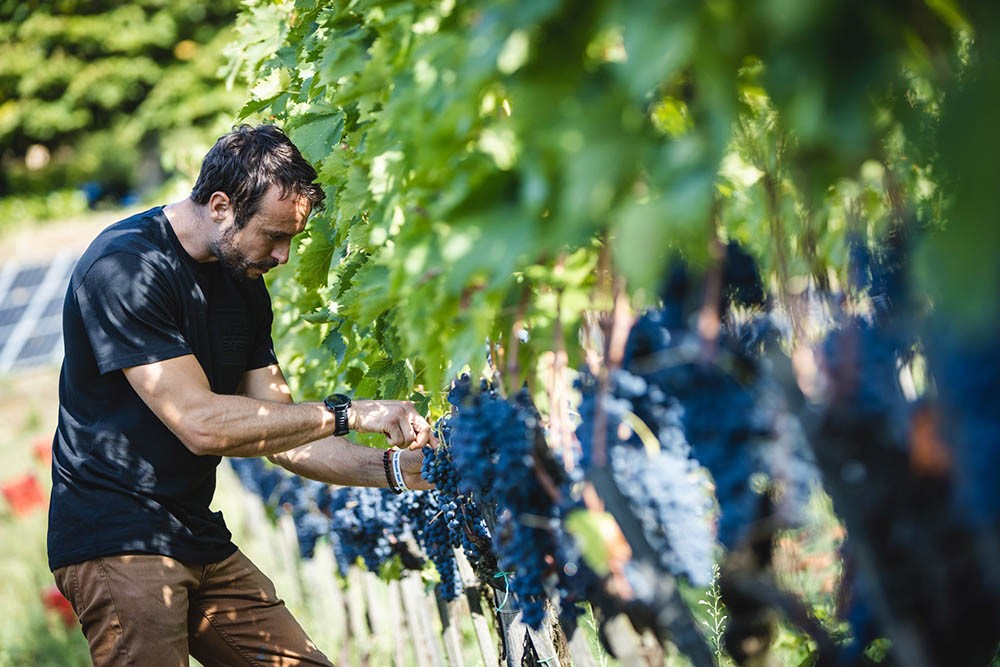 Vendemmia Villa-i-Cipressi-Azienda-biologica