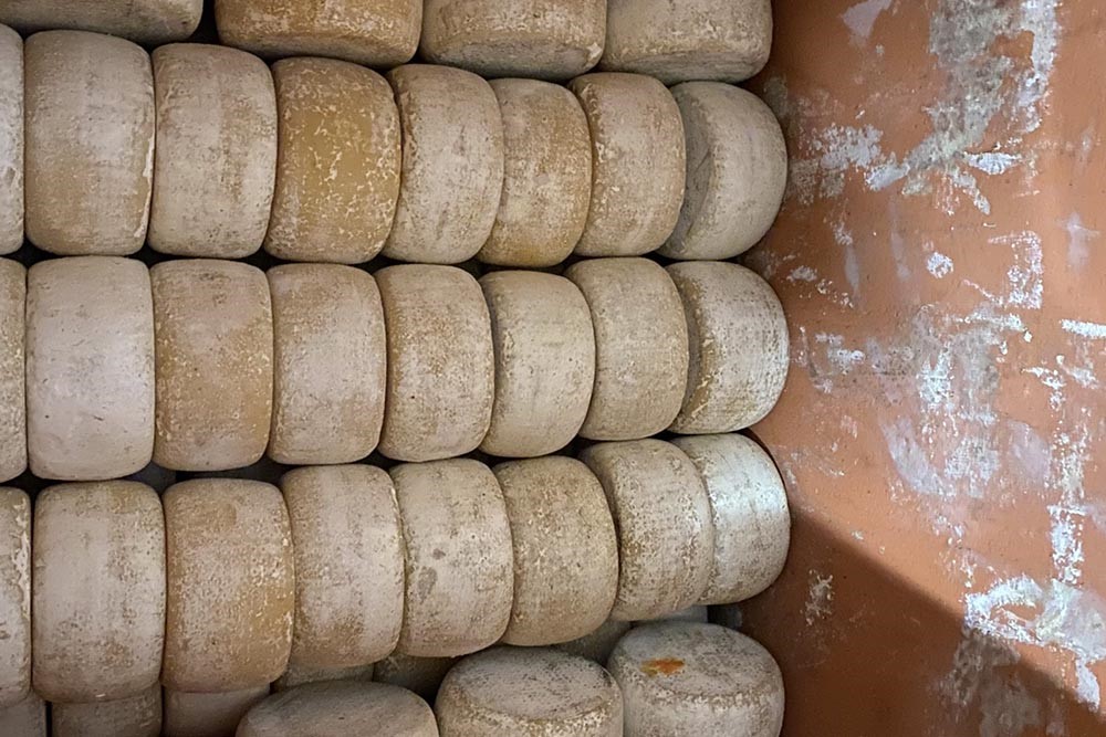 Forme di pecorino Caseificio-dei-Barbi