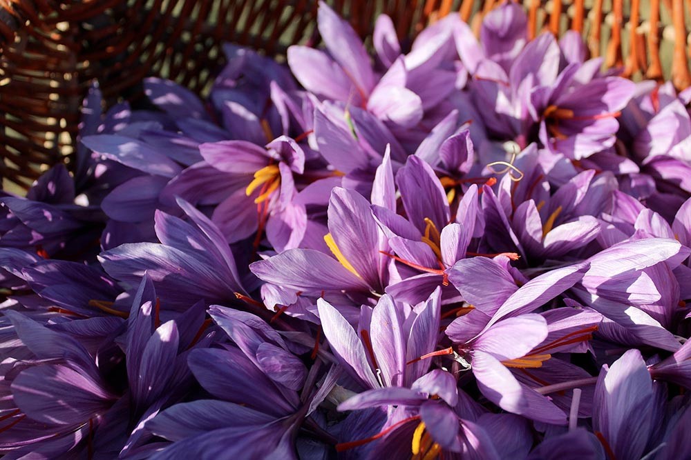 Fiori di zafferano Pura-Crocus-Zafferano