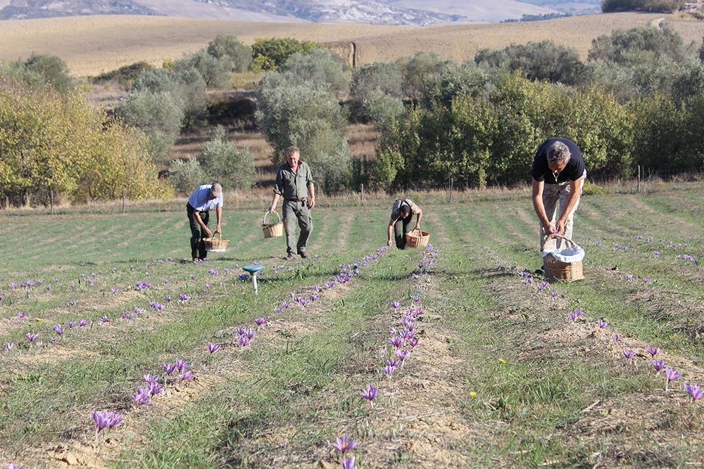 Raccolta dello zafferano Pura-Crocus-Zafferano