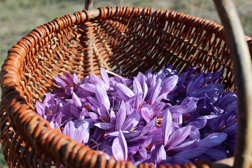 Fiori di zafferano Pura-Crocus-Zafferano