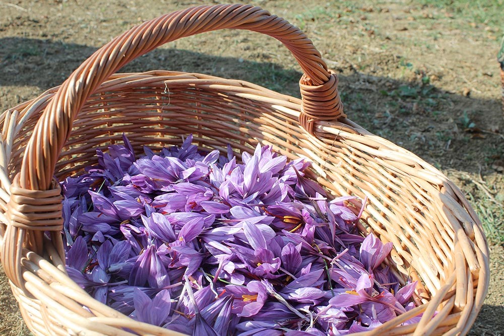 Raccolta fiori di zafferano Pura-Crocus-Zafferano