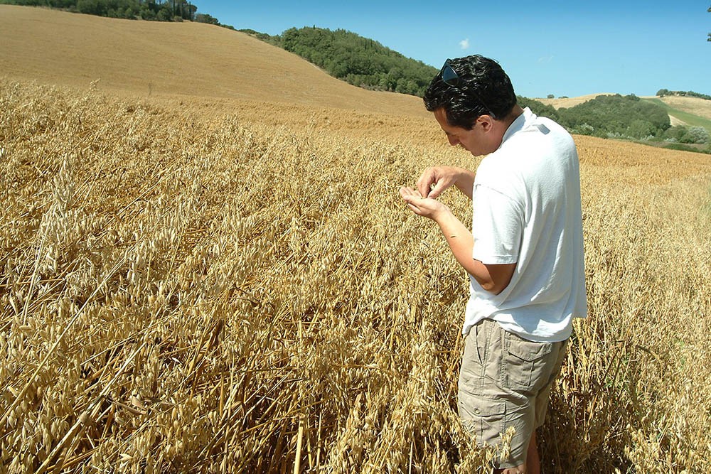 Campo di orzo Pieve-a-Salti