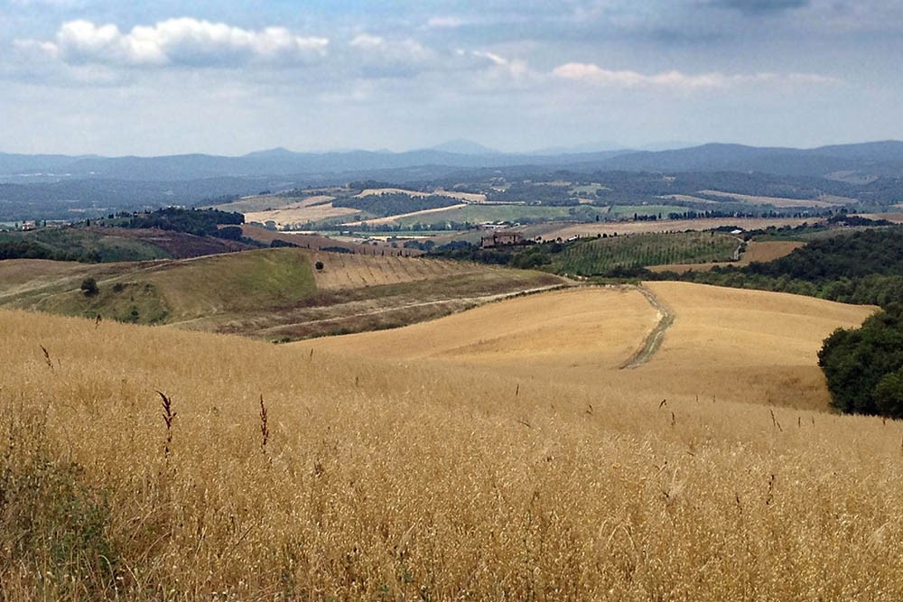 Campi di cereali Pieve-a-Salti