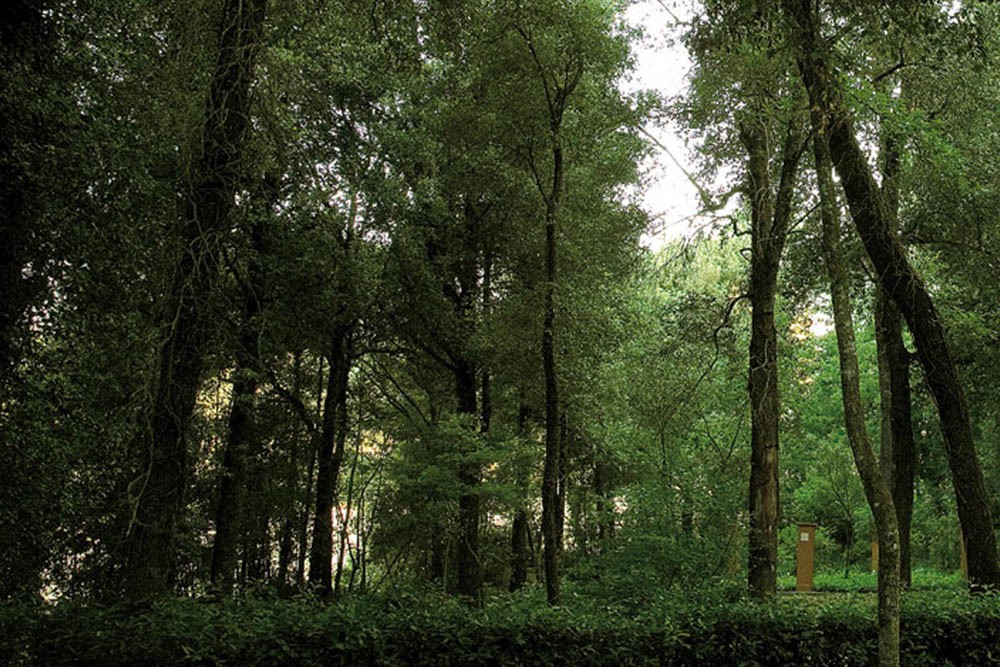 Bosco di lecci Il-Bosco-della-Ragnaia