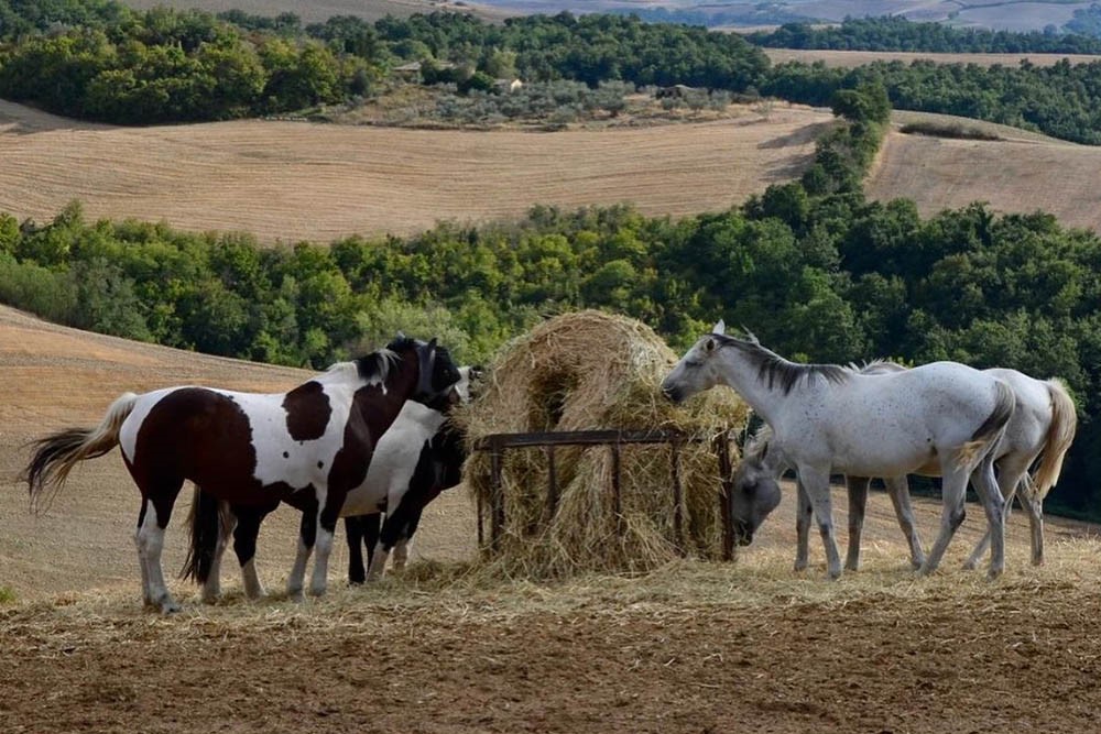 Cavalli liberi Pieve-a-Salti-Escursioni-a-cavallo